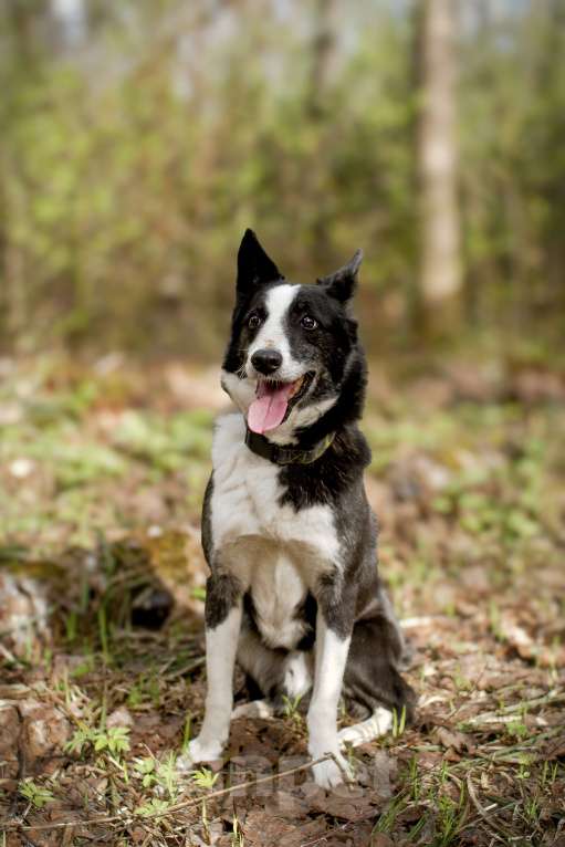 Собаки в Москве: Хаку в поисках своей семьи!  Мальчик, Бесплатно - фото 3