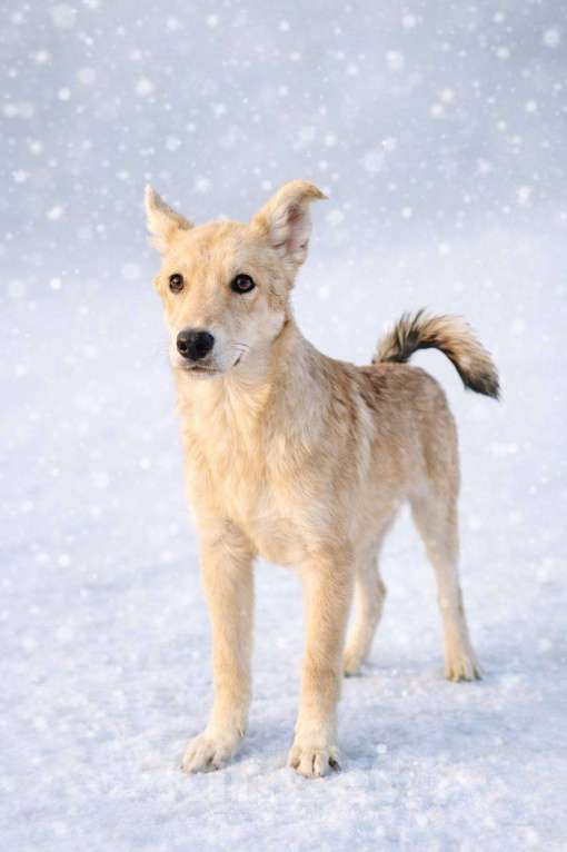 Собаки в Наро-Фоминске: Юша якутенок Девочка, Бесплатно - фото 1