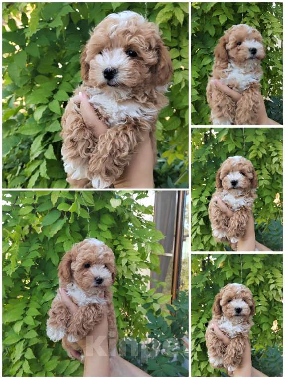 Собаки в Краснодаре: Щенки Мальтипу f1 мини Мальчик, Бесплатно - фото 2