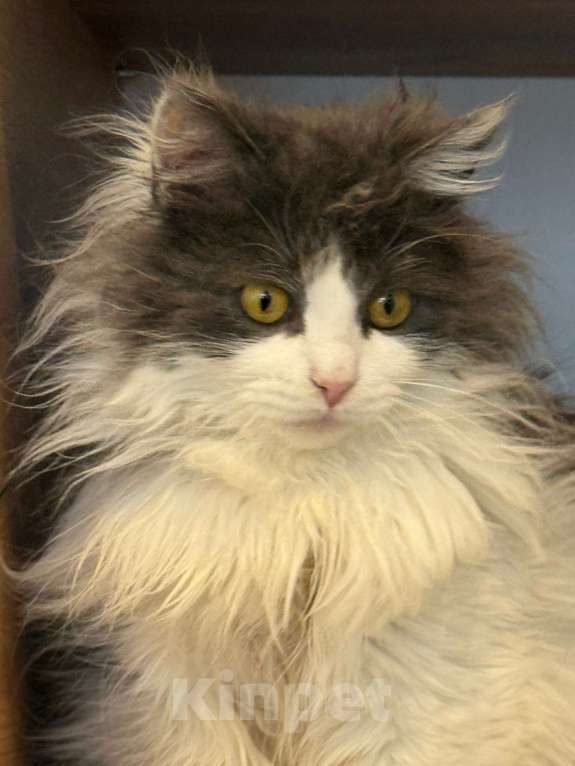 Кошки в Липецке: Котята Мальчик, Бесплатно - фото 2