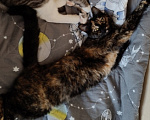 Кошки в Мытищах: Кошечка в добрые руки Девочка, Бесплатно - фото 4