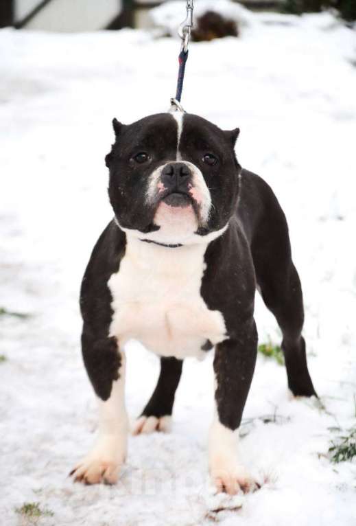 Собаки в Москве: Американский булли в добрые руки  Девочка, Бесплатно - фото 3