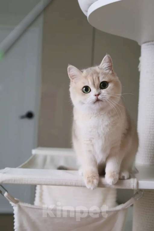 Кошки в Санкт-Петербурге: Британские котята Девочка, 80 000 руб. - фото 6