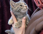 Кошки в Москве: Котеночек Шурочка ищет дом. Девочка, Бесплатно - фото 2