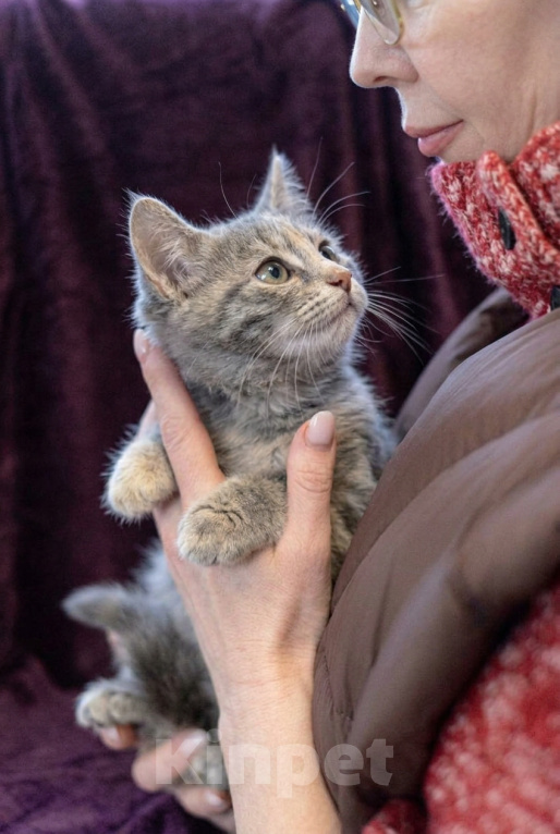 Кошки в Москве: Котеночек Шурочка ищет дом. Девочка, Бесплатно - фото 2