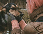 Собаки в Москве: Наала Девочка, Бесплатно - фото 3