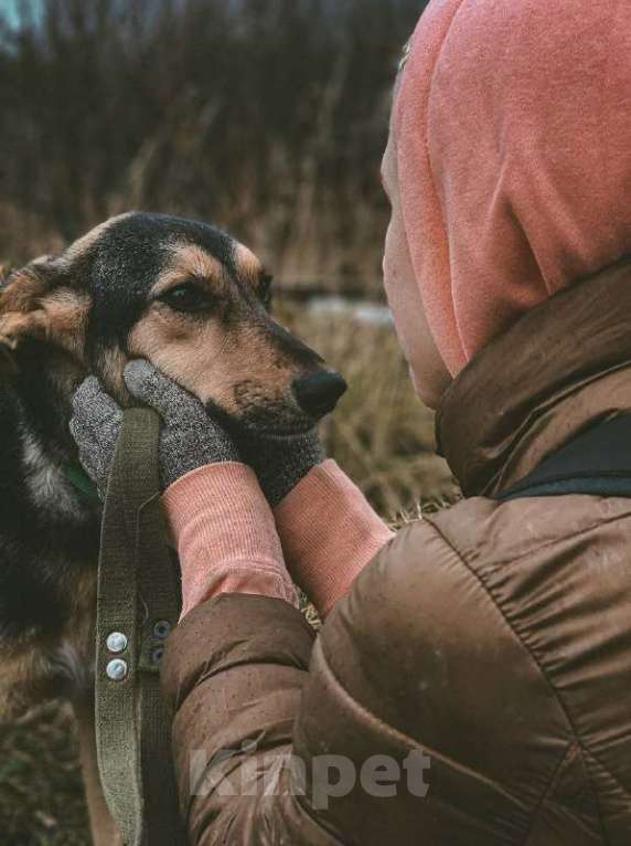 Собаки в Москве: Наала Девочка, Бесплатно - фото 3