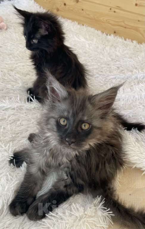 Кошки в других городах Приморского края: Шикарные котята Мальчик, 25 000 руб. - фото 6