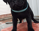 Собаки в Норильске: Мопс щенки чёрные и бежевые, 30 000 руб. - фото 2