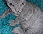 Кошки в Ливны: Донская красотка ., 12 000 руб. - фото 2