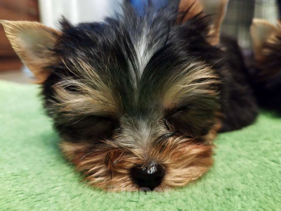 Собаки в других городах Московской области: Мини беби фейс Сарочка Девочка, 50 000 руб. - фото 5