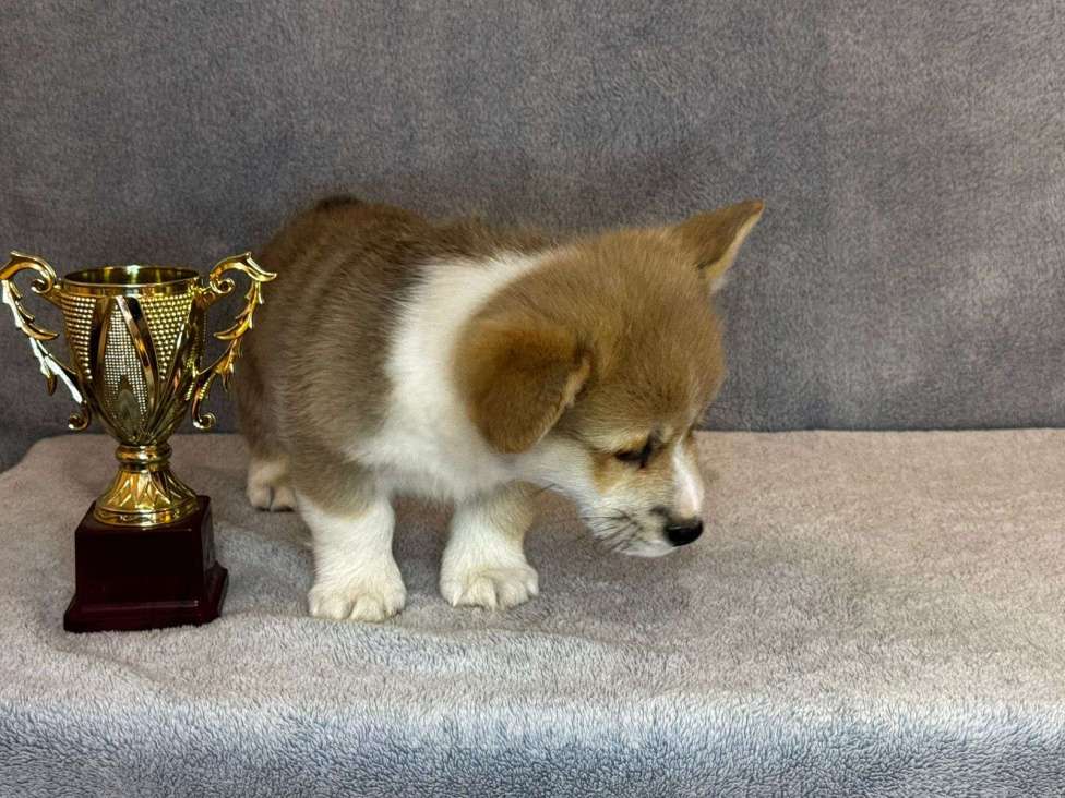 Собаки в Ростове-на-Дону: Продам щенков Вельш-корги Пемброк  Мальчик, 50 000 руб. - фото 2