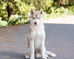 Собаки в Химках: щенок хаски из питомника Хасквишер  Мальчик, 40 000 руб. - фото 4