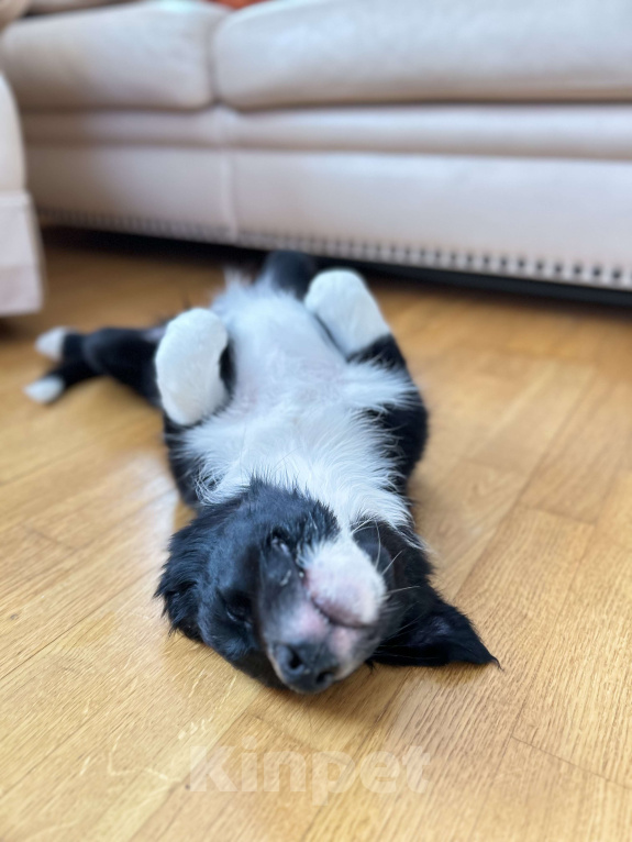 Собаки в Москве: Щенок Бордер колли девочка Девочка, 70 000 руб. - фото 1