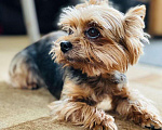 Собаки в Киреевске: Пропала собака Йорк-мини Мальчик, 50 000 руб. - фото 1