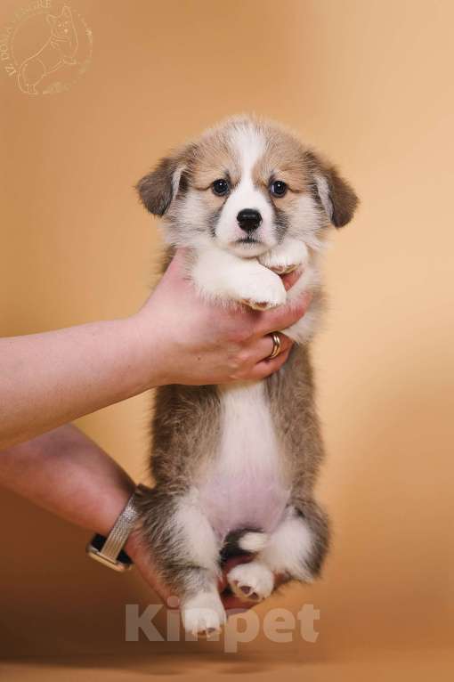 Собаки в других городах Московской области: Щенки вельш корги пемброк Девочка, 90 000 руб. - фото 8