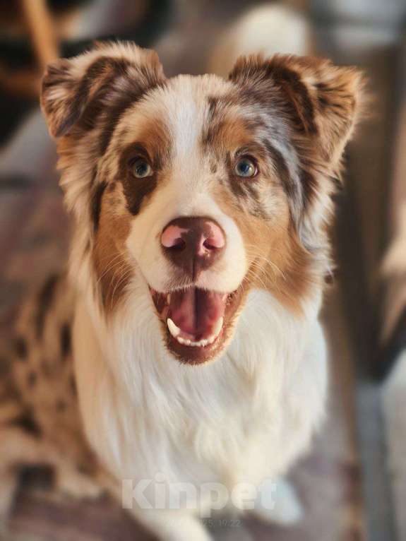 Собаки в Москве: Ищем семью для щенка Аусси Мальчик, 35 000 руб. - фото 5