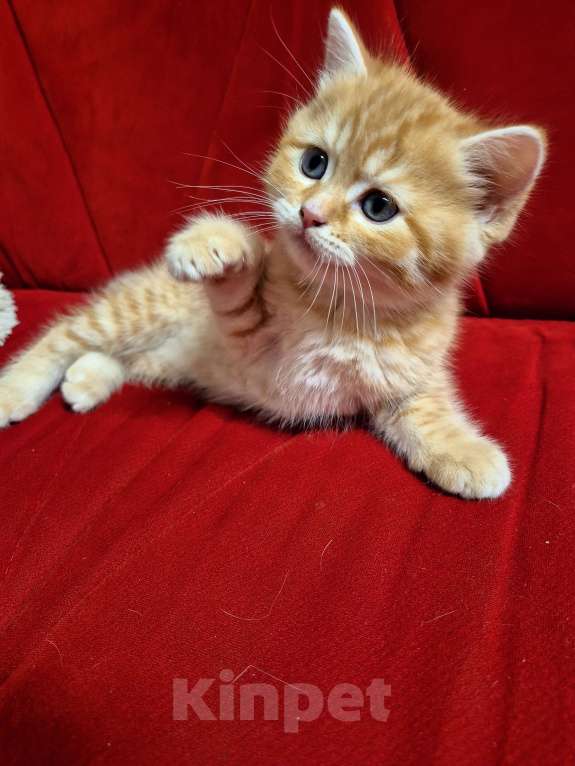 Кошки в Москве: Шотландский котенок Мальчик, 12 000 руб. - фото 2