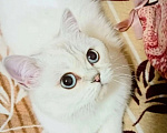 Кошки в Кинели: Вязка с Колорным Британским Котом NS 11 33  Мальчик, 10 000 руб. - фото 3