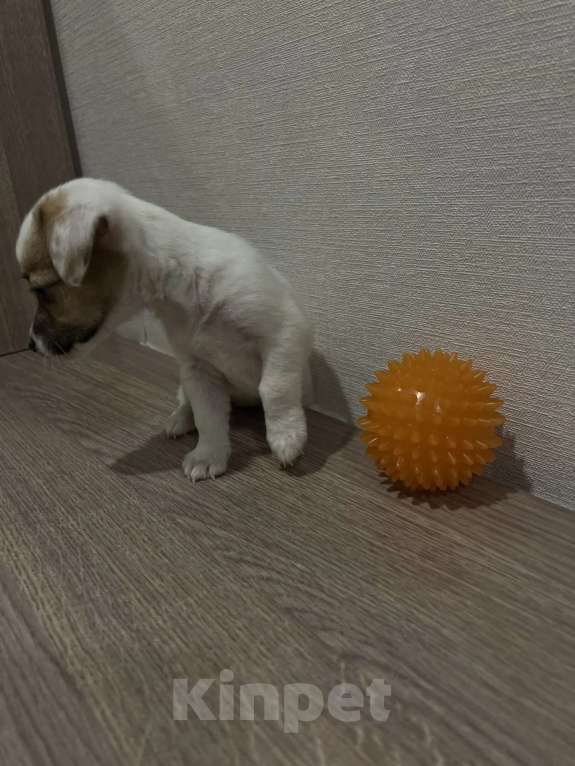 Собаки в Красноярске: Щенок джек Рассел терьер девочка Девочка, 18 000 руб. - фото 3