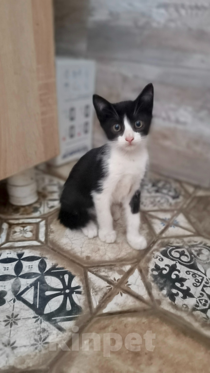 Кошки в Севастополе: Отдам 4 котёнка в хорошие руки ! Мальчик, Бесплатно - фото 1