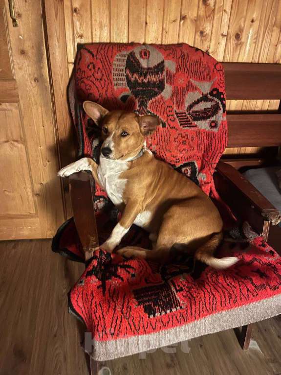 Собаки в других городах Тверской области: Дастин Мальчик, 5 000 руб. - фото 2