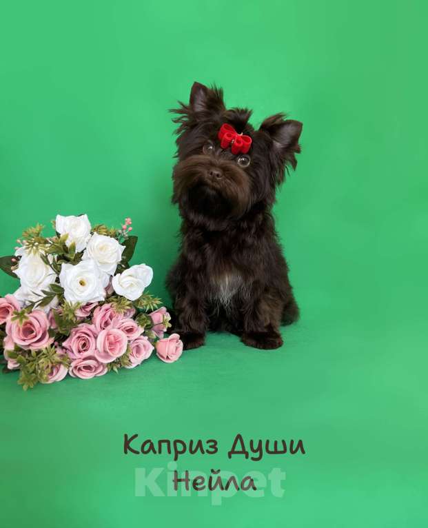 Собаки в Санкт-Петербурге: Девочка в разведение шоколадный йорк Девочка, 70 000 руб. - фото 2