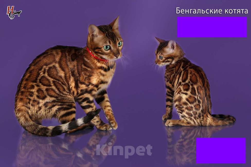 Кошки в Санкт-Петербурге: Бенгальская девочка  Пуговка BIG-BENG Девочка, 40 000 руб. - фото 7