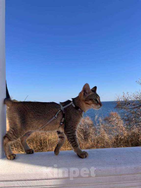 Кошки в Геленджике: Чаузи купить котенка Мальчик, 49 000 руб. - фото 2