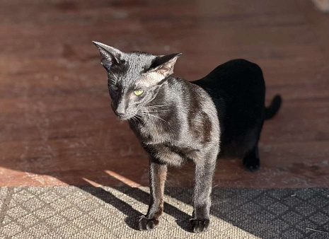 Ориентальный котёнок