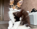 Кошки в Барнауле: Котенок мейн-Куна Мальчик, Бесплатно - фото 3
