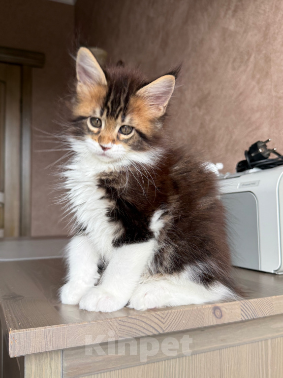Кошки в Барнауле: Котенок мейн-Куна Мальчик, Бесплатно - фото 3