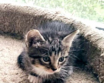 Кошки в Москве: Котята в добрые руки Девочка, Бесплатно - фото 2