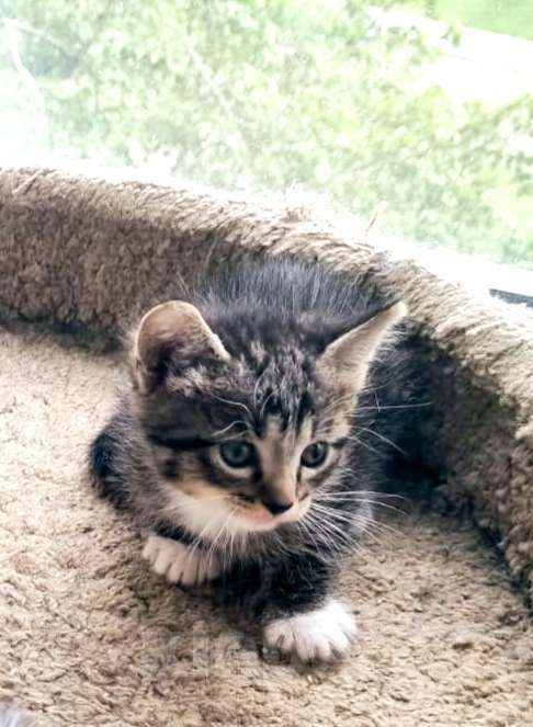 Кошки в Москве: Котята в добрые руки Девочка, Бесплатно - фото 2