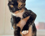 Кошки в Москве: Роскошные домашние котята-девочки в добрые руки Девочка, 10 руб. - фото 3