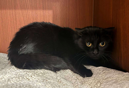 Черной малышке Флоре некуда идти