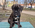 Собаки в Электростали: Щенок немецкого боксёра Девочка, Бесплатно - фото 1