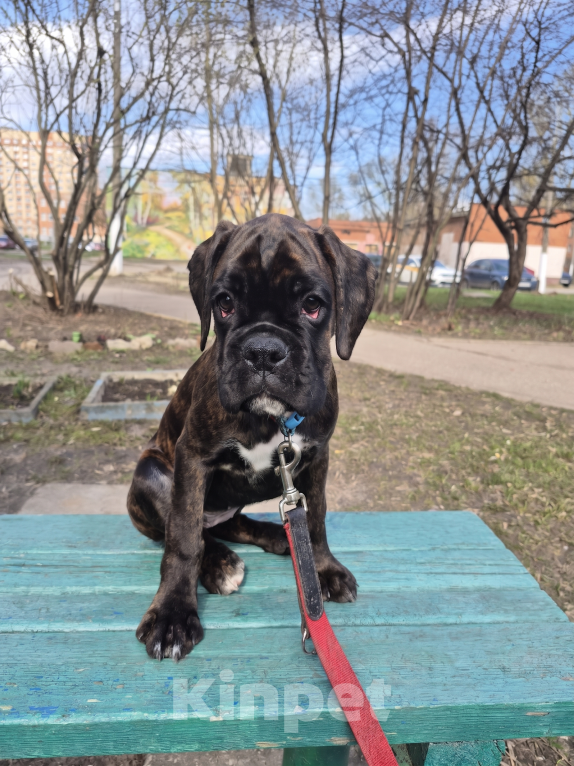 Собаки в Электростали: Щенок немецкого боксёра Девочка, Бесплатно - фото 1