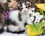 Кошки в Москве: Котенок мальчик от домашней кошки Сибирской породы. Отец вислоухий шотландец. Мальчик, 7 000 руб. - фото 1