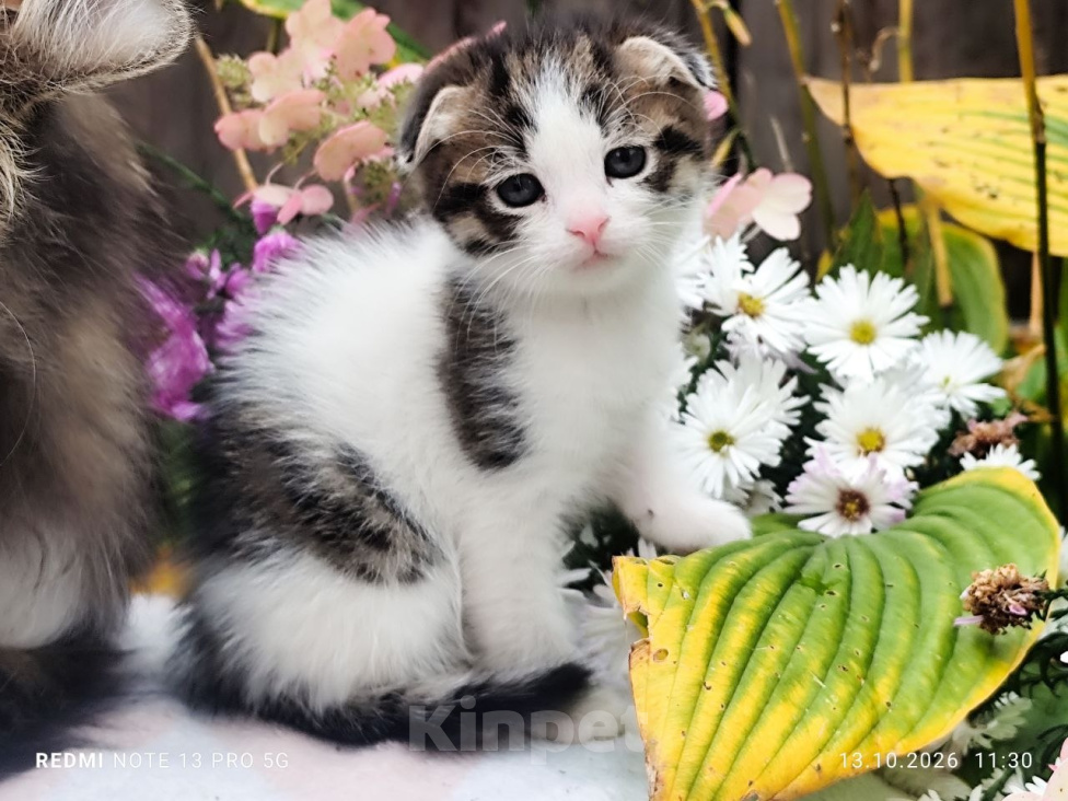 Кошки в Москве: Котенок мальчик от домашней кошки Сибирской породы. Отец вислоухий шотландец. Мальчик, 7 000 руб. - фото 1