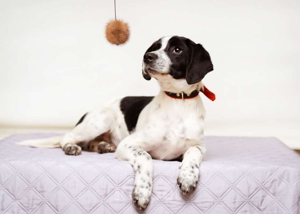 Собаки в Москве: Щенок маленькой собаки Мальчик, Бесплатно - фото 3