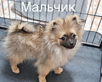 Собаки в Краснодаре: Мальчик 1  Мальчик, 20 000 руб. - фото 1
