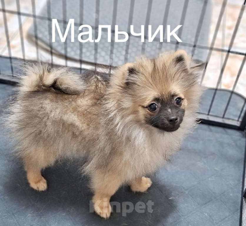 Собаки в Краснодаре: Мальчик 1  Мальчик, 20 000 руб. - фото 1
