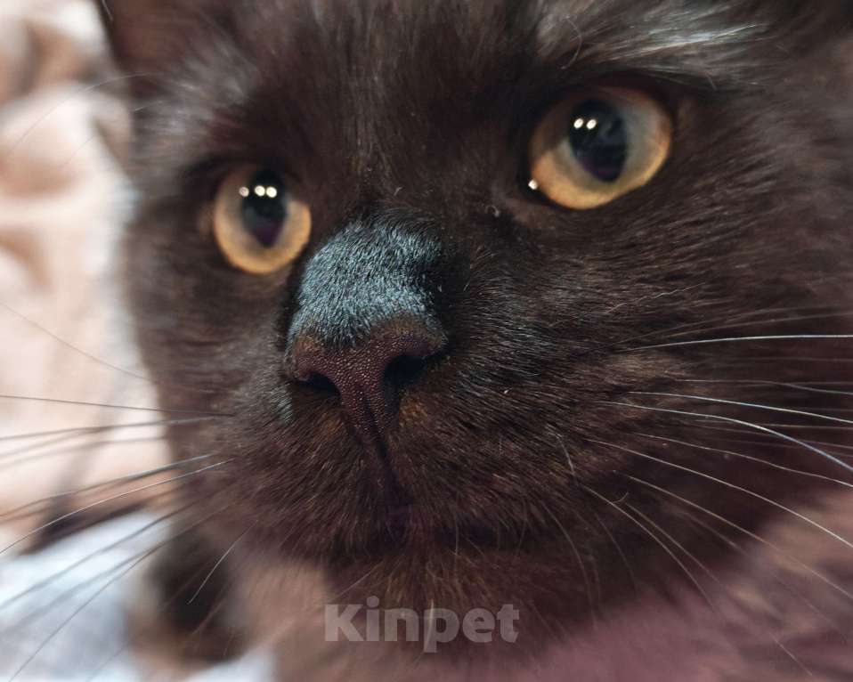 Кошки в Новосибирске: Котенок мейн-кун Девочка, 15 000 руб. - фото 5