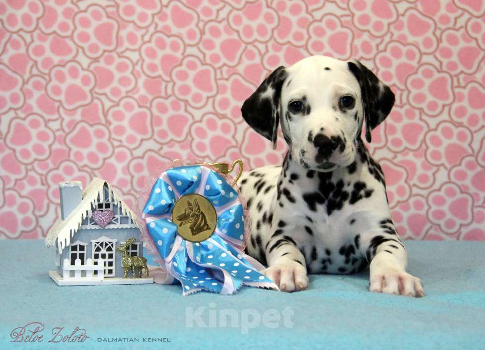 Собаки в Москве: Щенок ДАЛМАТИНА 4 месяца Мальчик, 100 000 руб. - фото 1