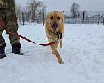 Собаки в Москве: Шикарный парень Майор в добрые руки! Мальчик, Бесплатно - фото 7