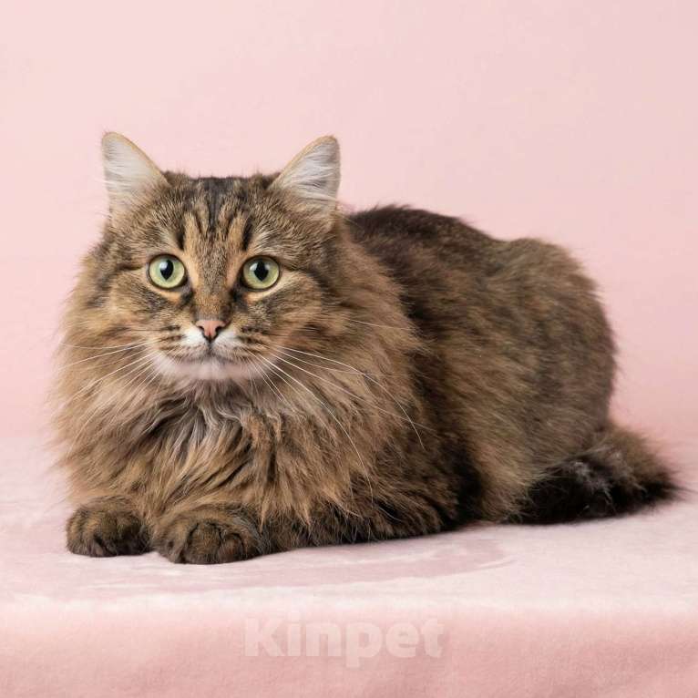 Кошки в Москве: Маша ищет дом Девочка, Бесплатно - фото 2