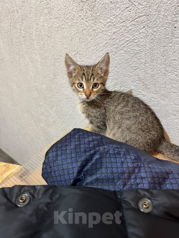 Кошки в Красногорске: Котята в добрые руки Мальчик, Бесплатно - фото 3
