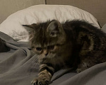 Кошки в Челябинске: продам котенка экзотическая короткошеостная Девочка, 7 000 руб. - фото 5