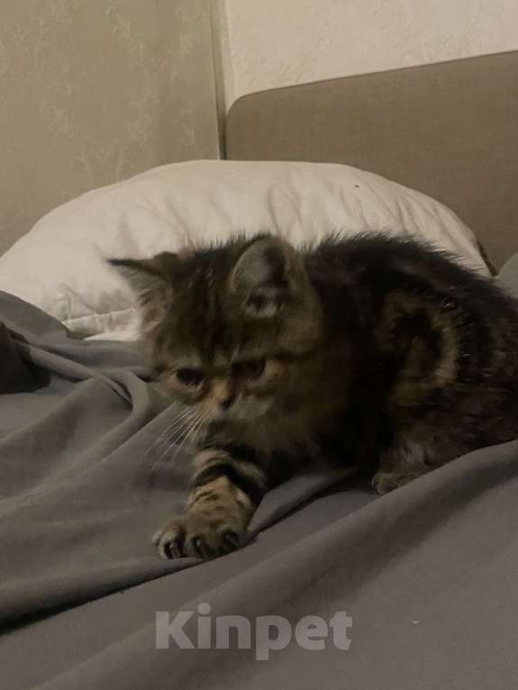 Кошки в Челябинске: продам котенка экзотическая короткошеостная Девочка, 7 000 руб. - фото 5